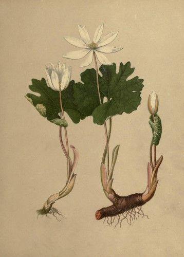Bloodroot (Sanguinaria canadensis) - Witching Roots - Keven Craft Rituals