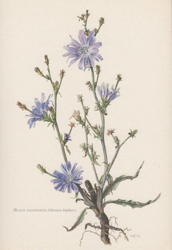 Chicory Roasted Root (Cichorium intybus) - Witching Roots - Keven Craft Rituals