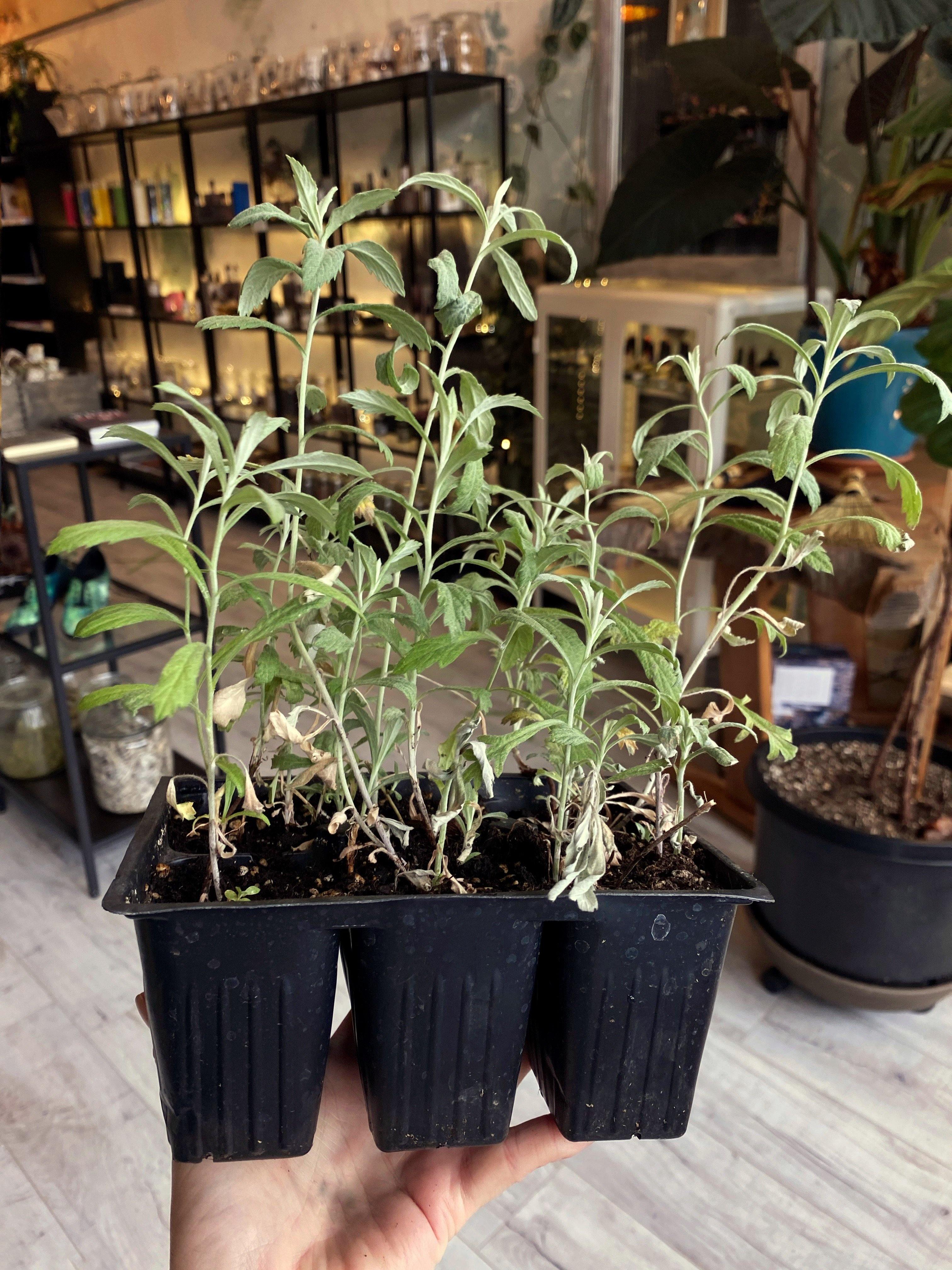 Dakota Sage Mugwort (Artemisia ludoviciana) - Witching Plants - qmeb