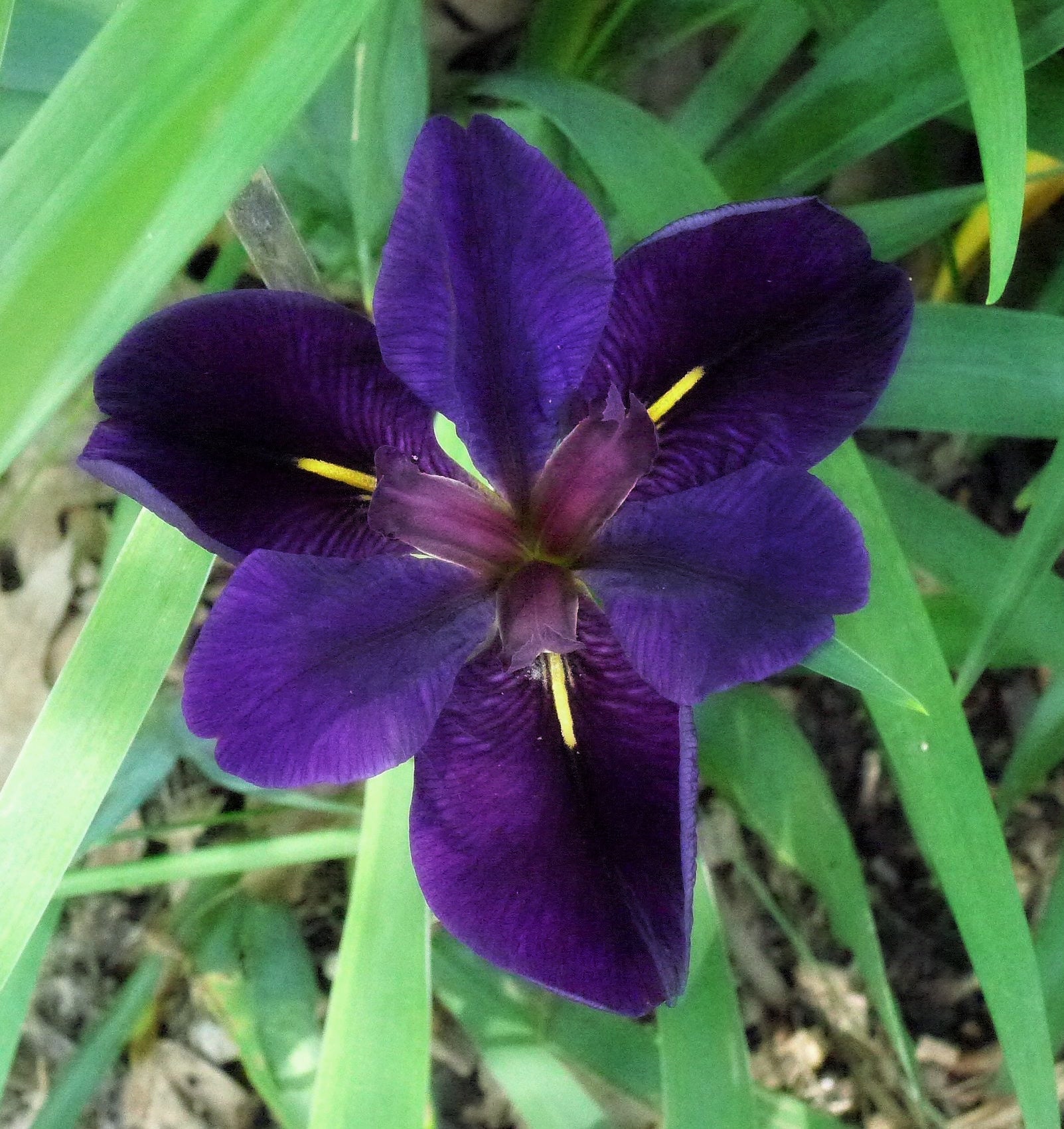 Jezebel Root (Iris Hexagona Hybrid -(Louisiana Black Iris) - Witching Plants (Last Stock for 2024)