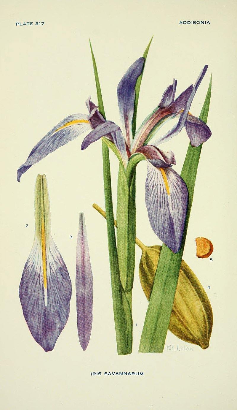 Jezebel Root aka Queen Root (Iris hexagona, Iris fulva, or Iris foliosa) - Witching Herbs - qmeb