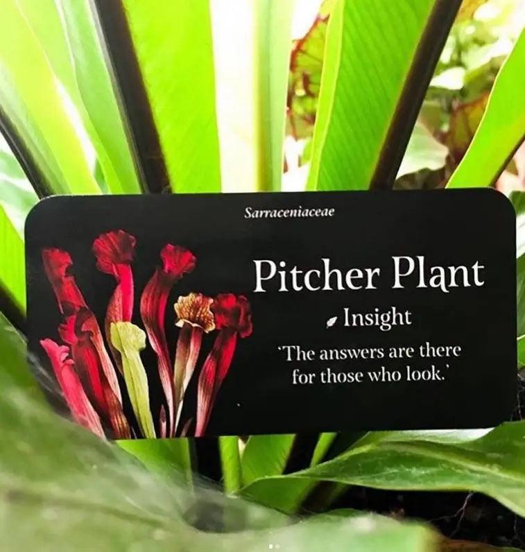 The Language of Flowers: Mini Inspiration Cards