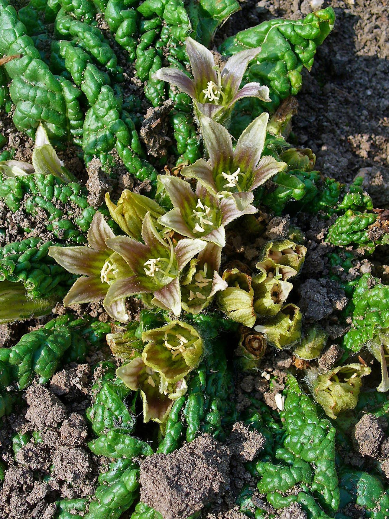 Mandrake (Mandragora offificinarum) - Witching Plants