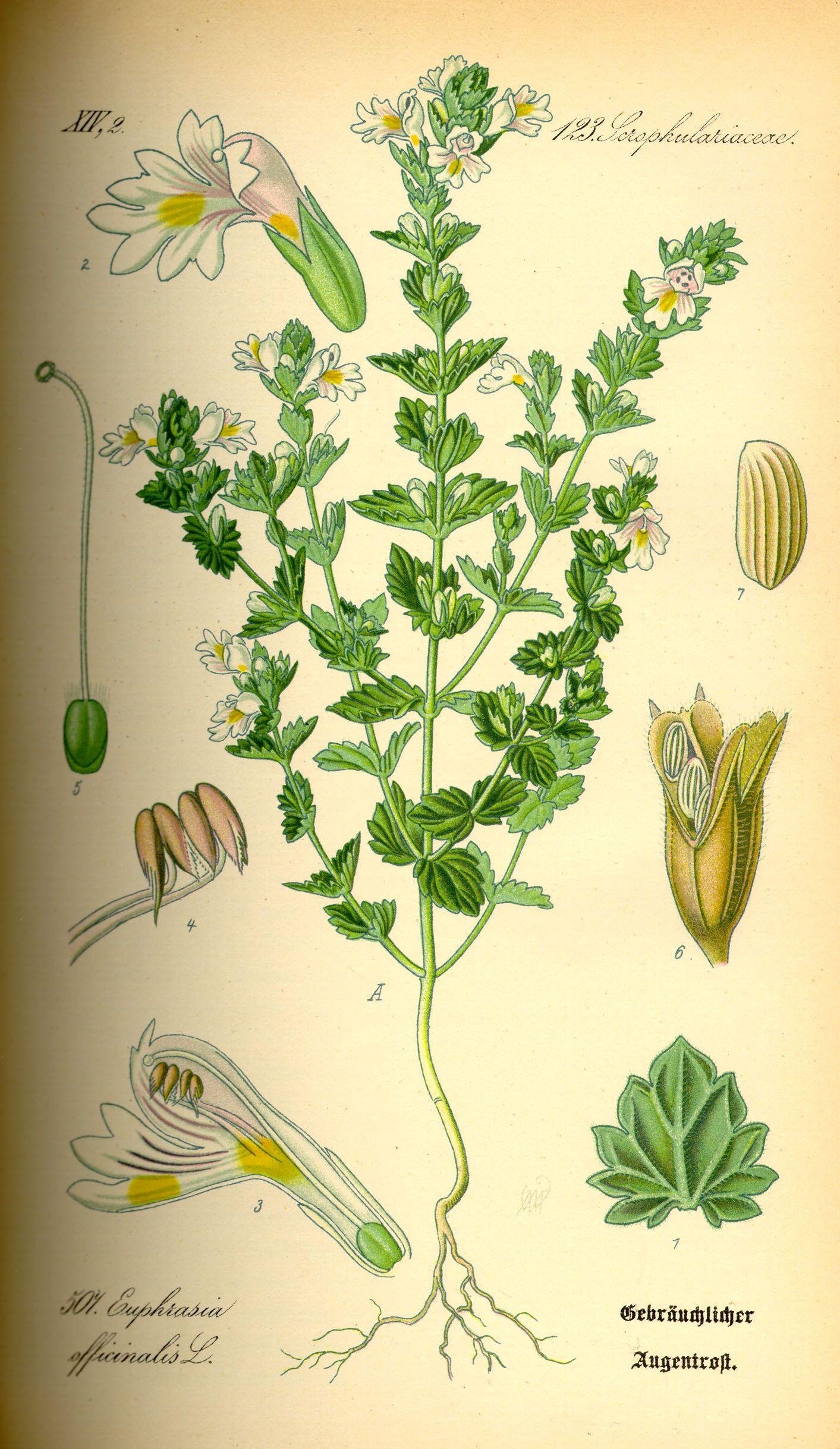 Eyebright Herb Powder (Euphrasia officinalis) - Witching Herbs - qmeb
