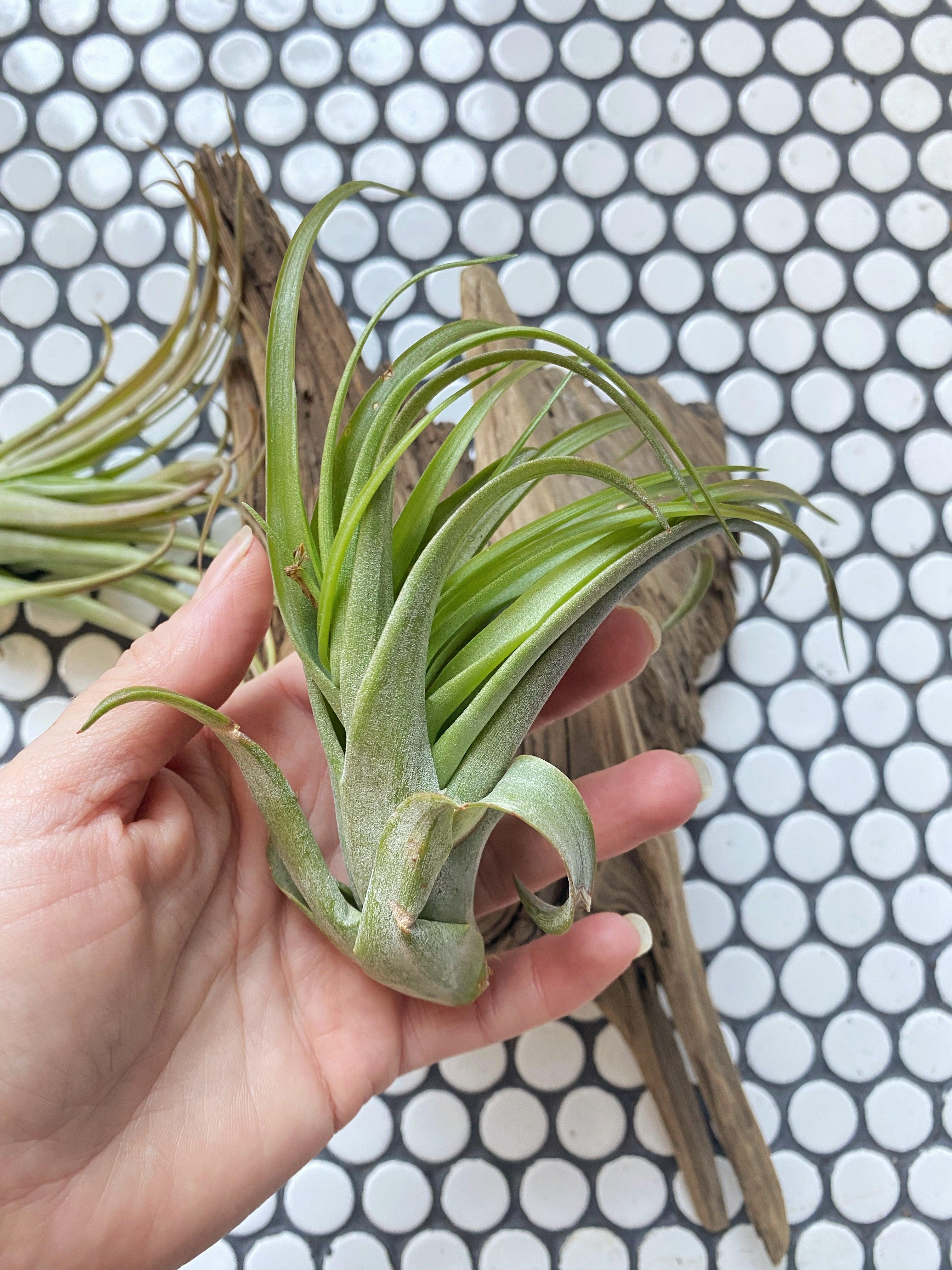 Tillandsia Flabellata Air Plant - Witching Houseplants - Keven Craft Rituals