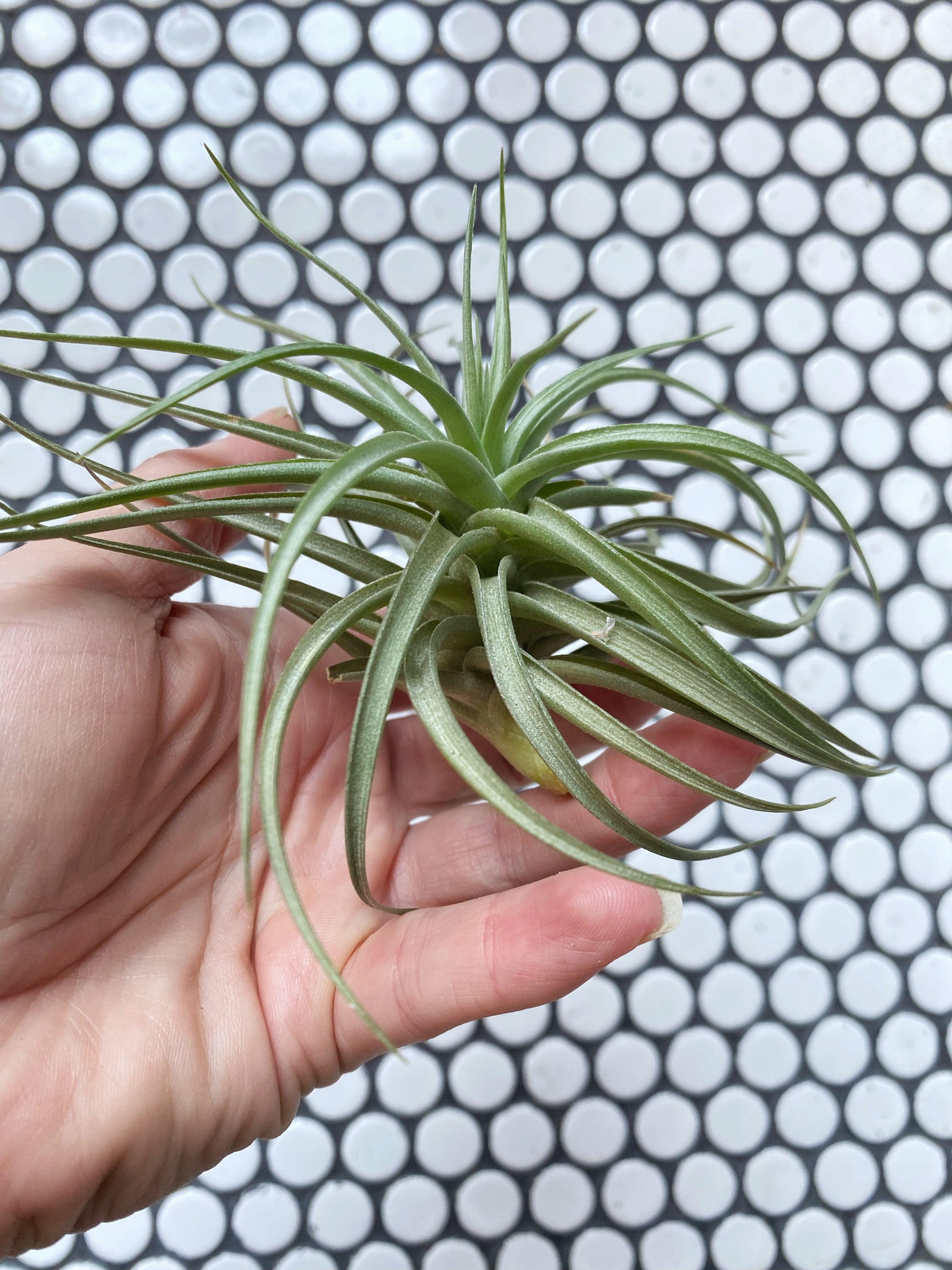 Tillandsia Aeranthos Air Plant - Witching Houseplants - Keven Craft Rituals