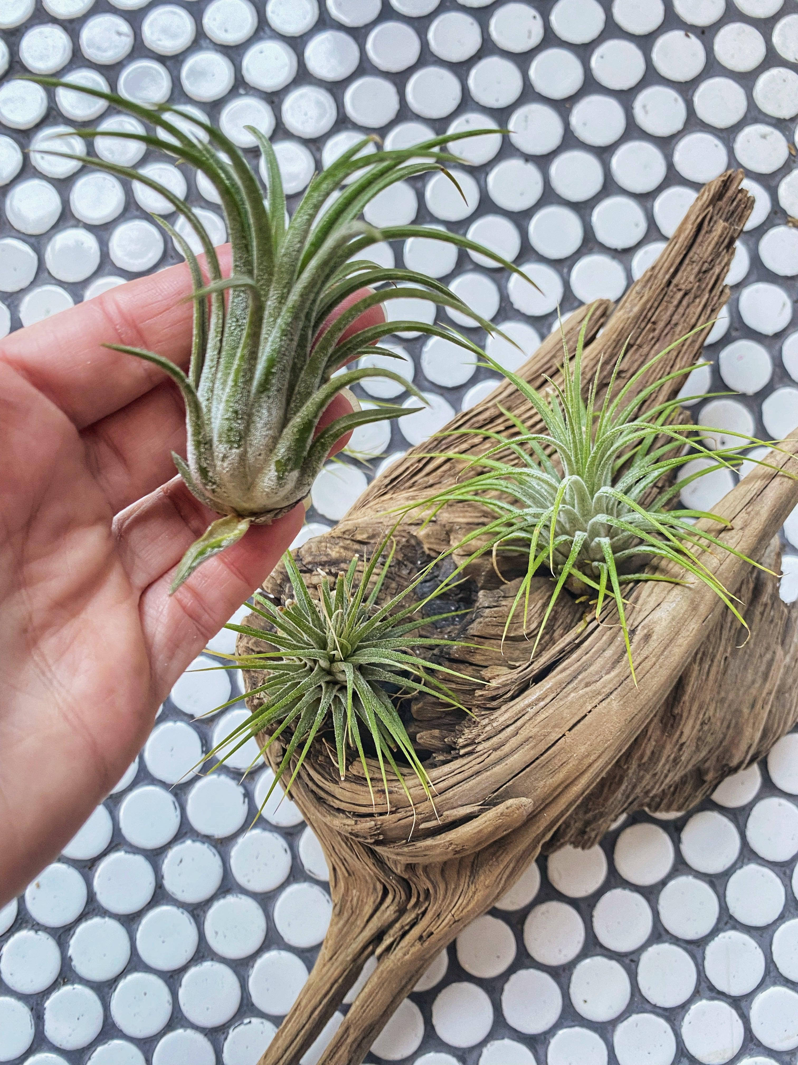 Tillandsia Ionantha, Guatemala, Rubra, or Scaposa Air Plant - Witching Houseplants - Keven Craft Rituals