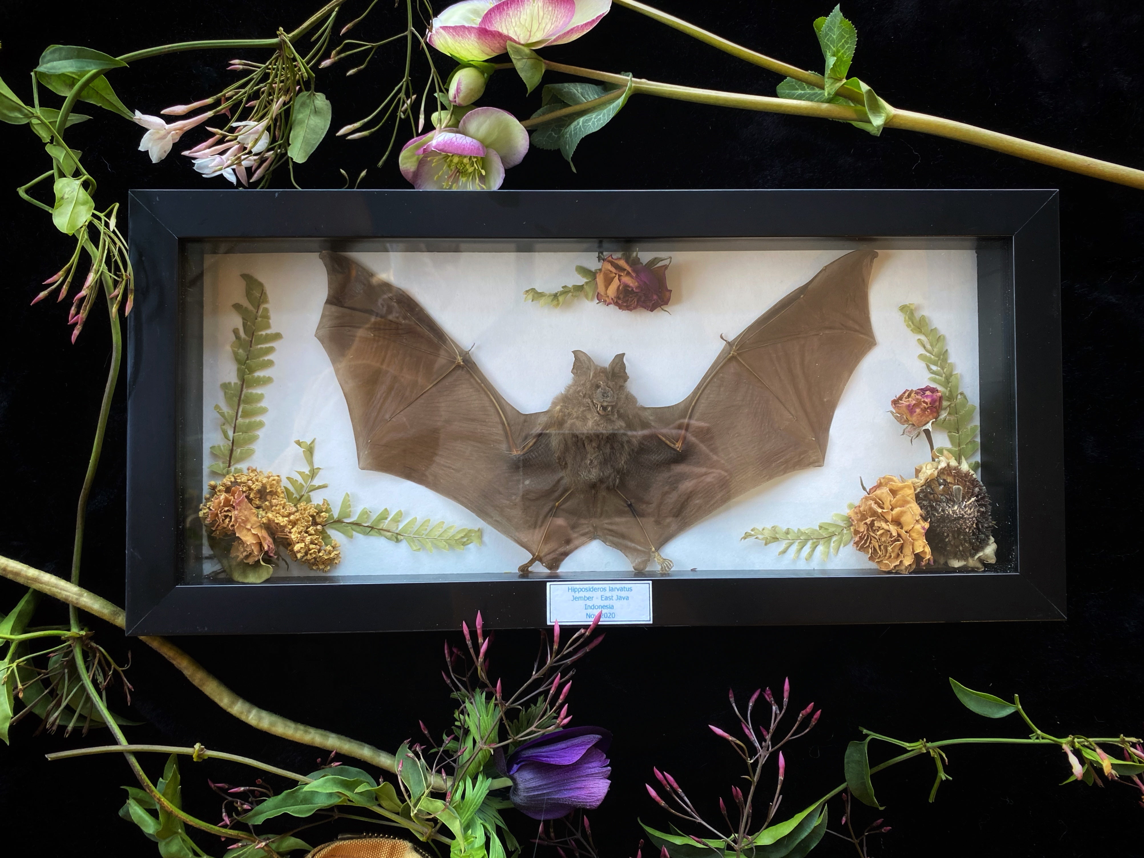 Taxidermy Bat Box - Real Indonesian dried bat w/ dried herbs & flowers