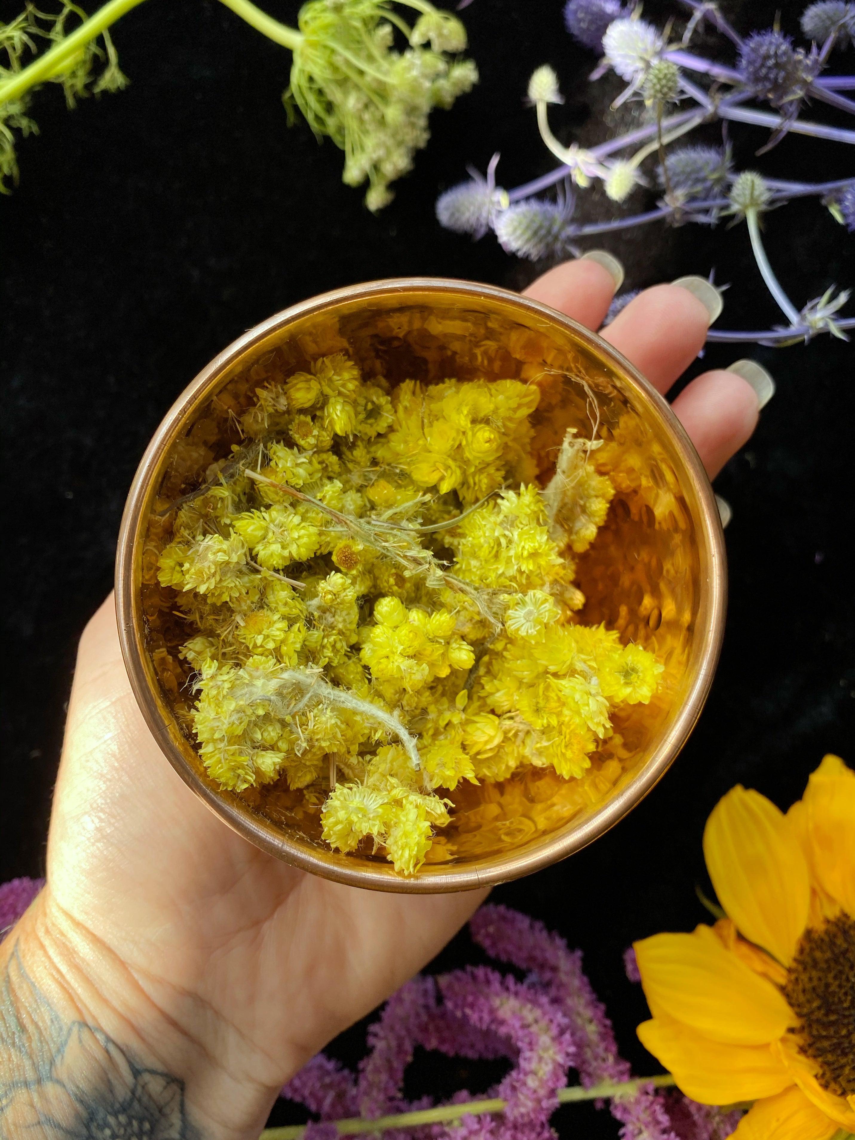 Helichrysum Flowers (Helichrysum arenarium) - Witching Flowers - Keven Craft Rituals