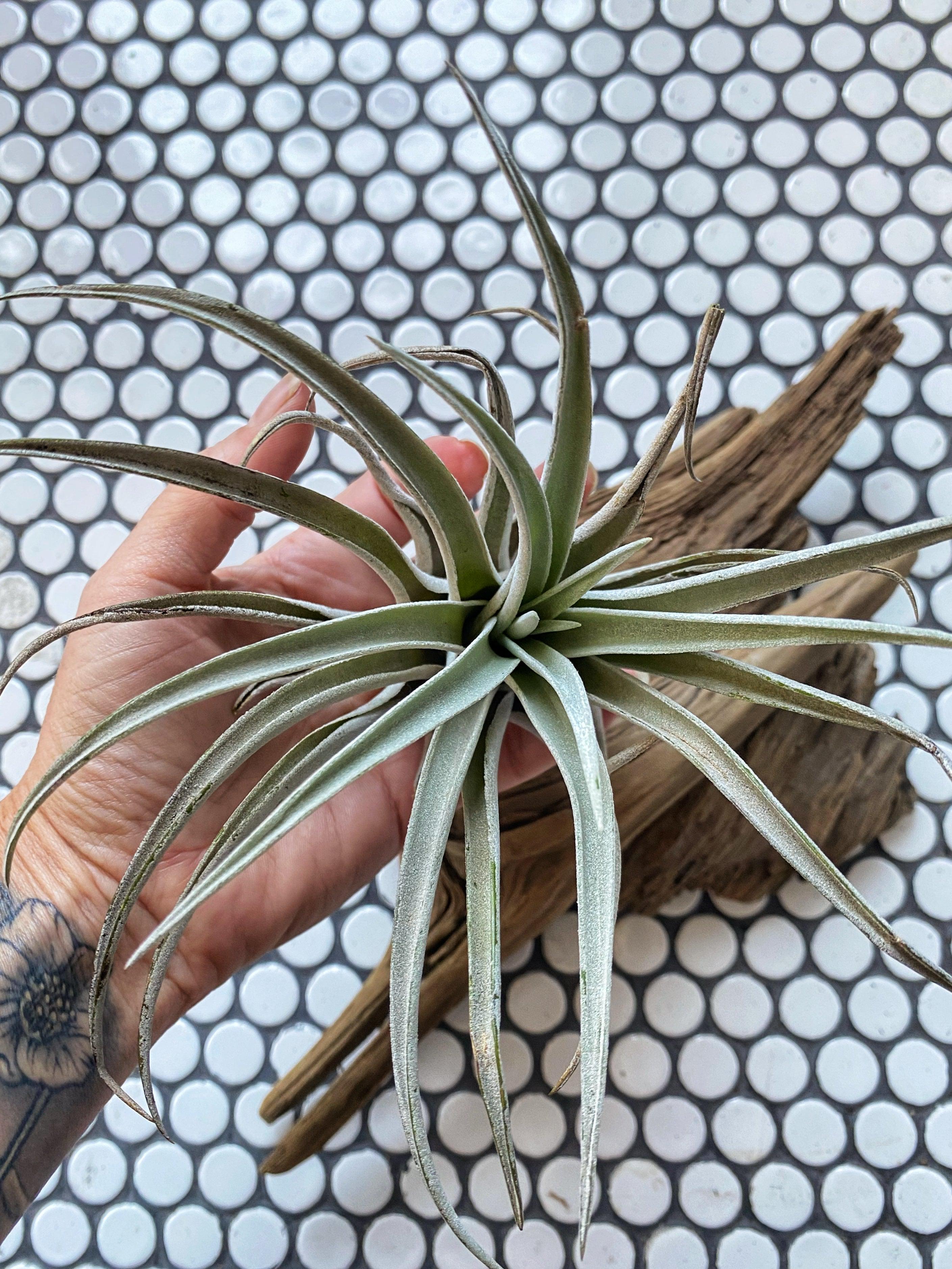 Tillandsia Harrisii Air Plant - Witching Houseplants - Keven Craft Rituals