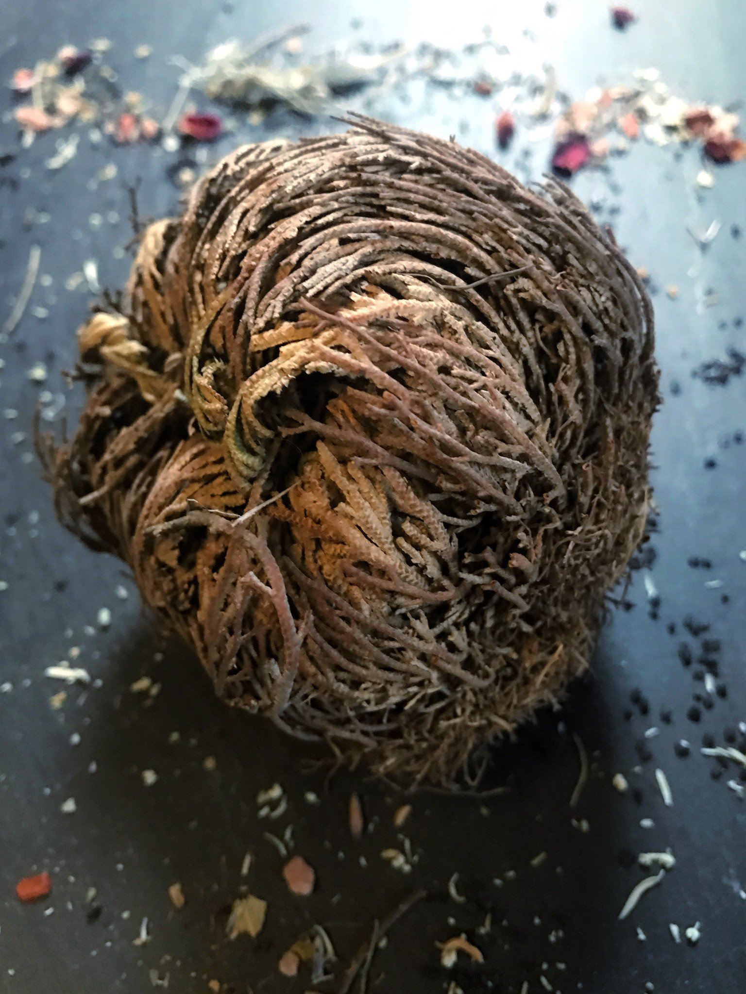 Jericho Flower / Resurrection Plant - Ritual Blessing - Keven Craft Rituals