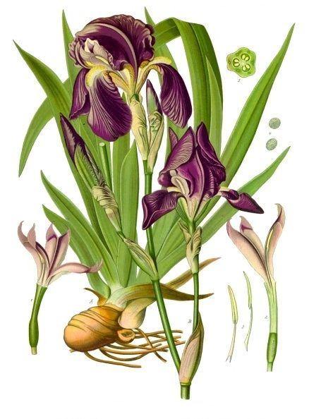 Orris Root Powder aka Jezebel Root (Iris Germanica) - Witching Herbs - Keven Craft Rituals